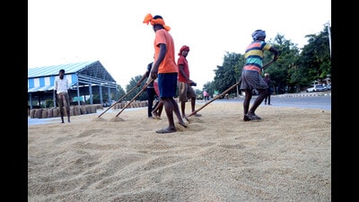 Workers dry paddy crop at a mandi in grain market, Rohtak, on Thursday. (Manoj Dhaka/HT) Workers dry paddy crop at a mandi in grain market, Rohtak, on Thursday. (Manoj Dhaka/HT)