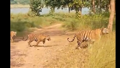 Tigers at Panna Tiger Reserve. (X/@Panna Tiger Reserve) Tigers at Panna Tiger Reserve. (X/@Panna Tiger Reserve)