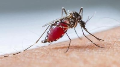 There are currently no specific treatments for dengue. (File) There are currently no specific treatments for dengue. (File)