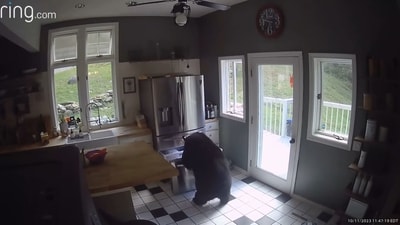 Black bear stealing food from fridge. (Facebook/Helena Houlis) Black bear stealing food from fridge. (Facebook/Helena Houlis)