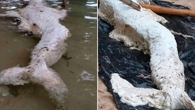 This bizarre 'mermaid-like' creature had created a stir among people. (Facebook/@New Irelanders Only)