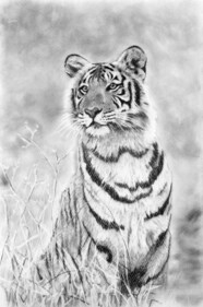 Artist's Charumati Nirwan's charcoal tiger sketches are at display at this exhibition. Artist's Charumati Nirwan's charcoal tiger sketches are at display at this exhibition.