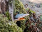 Chaga_mushroom