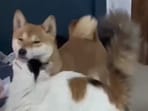 The image shows a cat hugging a dog. The image shows a cat hugging a dog.