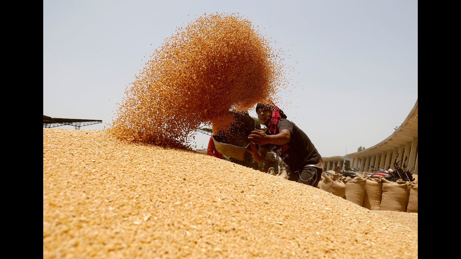 Govt overestimated annual wheat output for FY23: Data - Vimarsana News