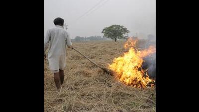As per the PPCB’s crop residue burning (CRB) information and management system, 30 cases of stubble burning were reported on Sunday, with a maximum number of nine cases recorded in Sangrur. (File) As per the PPCB’s crop residue burning (CRB) information and management system, 30 cases of stubble burning were reported on Sunday, with a maximum number of nine cases recorded in Sangrur. (File)