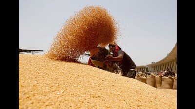Getting production estimates right is critical for food management, fixing export targets and keeping prices affordable in a country of 1.4 billion people, 800 million of who depend on food hand outs. (REUTERS) Getting production estimates right is critical for food management, fixing export targets and keeping prices affordable in a country of 1.4 billion people, 800 million of who depend on food hand outs. (REUTERS)