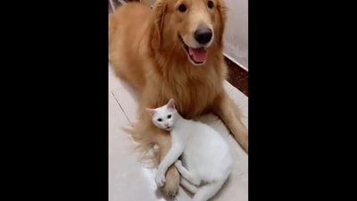 The image shows a cat hugging a dog. (X/@Yoda4ever) The image shows a cat hugging a dog. (X/@Yoda4ever)