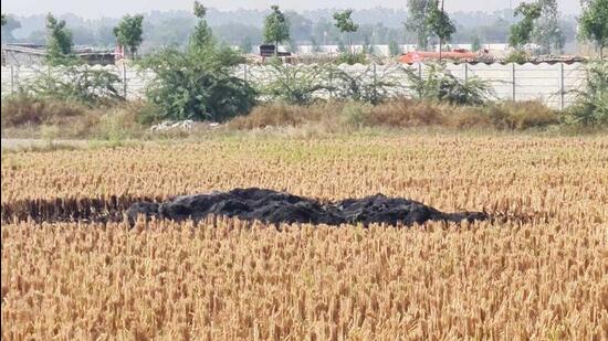 The state witnessed 144 fresh cases of farm fires in the past three days. (Manoj Dhaka/HT )
