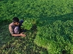 In Rajasthan, Madhya Pradesh, Chhattisgarh and Telangana, those directly or indirectly involved in farming constitute an overwhelming majority (AFP) In Rajasthan, Madhya Pradesh, Chhattisgarh and Telangana, those directly or indirectly involved in farming constitute an overwhelming majority (AFP)