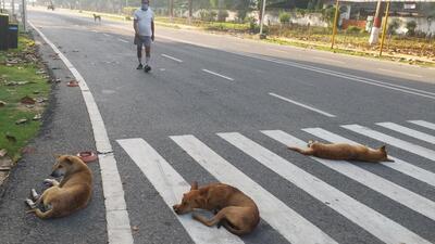 As per the last stray dog census carried out by the PMC in May 2023, the estimated stray dog population in the city has reduced from 315,000 in 2018 to 179,940 in 2023. While the decline in the stray dog population is around 42.87% in the last five years, the stray dog bite cases have increased significantly. (REPRESENTATIVE PHOTO) As per the last stray dog census carried out by the PMC in May 2023, the estimated stray dog population in the city has reduced from 315,000 in 2018 to 179,940 in 2023. While the decline in the stray dog population is around 42.87% in the last five years, the stray dog bite cases have increased significantly. (REPRESENTATIVE PHOTO)