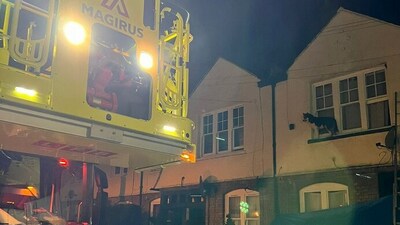 Dog rescued from window ledge by London Fire Brigade. Dog rescued from window ledge by London Fire Brigade.