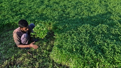 In Rajasthan, Madhya Pradesh, Chhattisgarh and Telangana, those directly or indirectly involved in farming constitute an overwhelming majority (AFP) In Rajasthan, Madhya Pradesh, Chhattisgarh and Telangana, those directly or indirectly involved in farming constitute an overwhelming majority (AFP)