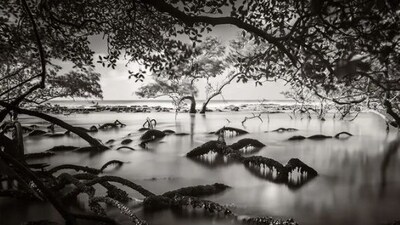 The winning photo in the Mangroves and Landscape category for 2023 is ‘Emerging Roots'. Clicked by Cristiano Xavier, it features a mesmerizing low tide scene along the coastline of Brazil. “The long exposure and black & white gives it a beautiful quality you can only find deep in a mangrove forest” (Cristiano Xavier/ @cristianoxavier01) The winning photo in the Mangroves and Landscape category for 2023 is ‘Emerging Roots'. Clicked by Cristiano Xavier, it features a mesmerizing low tide scene along the coastline of Brazil. “The long exposure and black & white gives it a beautiful quality you can only find deep in a mangrove forest” (Cristiano Xavier/ @cristianoxavier01)