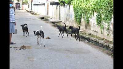 There have been several complaints of stray dog menace from different parts of the city. (HT Photo) There have been several complaints of stray dog menace from different parts of the city. (HT Photo)