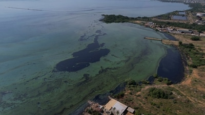 Lake Maracaibo in San Francisco, Venezuela, coated with iridescent slicks and neon green algae blooms. (AP) Lake Maracaibo in San Francisco, Venezuela, coated with iridescent slicks and neon green algae blooms. (AP)