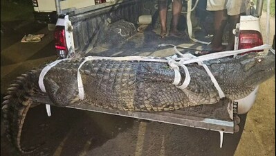 Crocodile captured from outside police station. (Facebook/@ IPSS S&R)