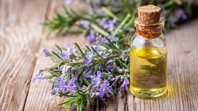 She revealed, “Rosemary is recognised for its anti-inflammatory and antibacterial characteristics, which help to improve scalp health. By reducing dandruff and calming any irritation, rosemary water used as a hair rinse may support the maintenance of a healthy scalp. Promoting the health of your hair as a whole requires a healthy scalp.” (Shutterstock) She revealed, “Rosemary is recognised for its anti-inflammatory and antibacterial characteristics, which help to improve scalp health. By reducing dandruff and calming any irritation, rosemary water used as a hair rinse may support the maintenance of a healthy scalp. Promoting the health of your hair as a whole requires a healthy scalp.” (Shutterstock)