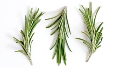 She added, “Rosemary includes antioxidants that can aid in preventing free radical damage to hair, which strengthens it. This may result in hair that is more resilient to breaking and less brittle. The natural substances in rosemary may give your hair more sheen. The use of rosemary water on your hair may make it seem shinier and more glossy by removing product buildup and clearing the scalp.” (Unsplash) She added, “Rosemary includes antioxidants that can aid in preventing free radical damage to hair, which strengthens it. This may result in hair that is more resilient to breaking and less brittle. The natural substances in rosemary may give your hair more sheen. The use of rosemary water on your hair may make it seem shinier and more glossy by removing product buildup and clearing the scalp.” (Unsplash)