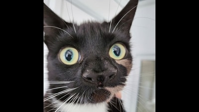 Rescue cat with two noses. (Facebook/Cats Protection)