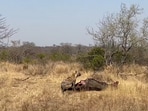 Hyena eating lion's meal. 