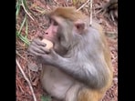 Snapshot of the monkey peeling an egg. Snapshot of the monkey peeling an egg.