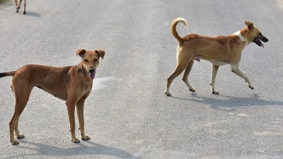 Representational image