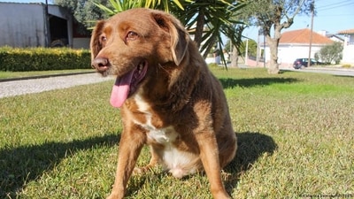 Bobi was the oldest recorded dog in the world. (DW/Catarina Demony/REUTERS) Bobi was the oldest recorded dog in the world. (DW/Catarina Demony/REUTERS)