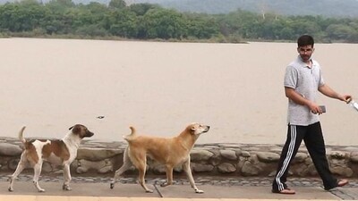 Residents dodging stray dogs Residents dodging stray dogs