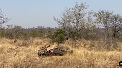 Hyena eating lion's meal. (YouTube/@LatestSightings )