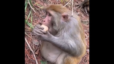 Snapshot of the monkey peeling an egg. (X/@buitengebieden) Snapshot of the monkey peeling an egg. (X/@buitengebieden)