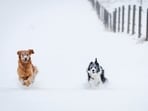 Daisy, left, and Maggie race through fresh snow near Cremona, Alberta, after the first snowfall of the season. Cascades and Rockies in the US face first major snowstorm after a warm fall, tourists warned Daisy, left, and Maggie race through fresh snow near Cremona, Alberta, after the first snowfall of the season. Cascades and Rockies in the US face first major snowstorm after a warm fall, tourists warned