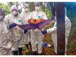 State Health Minister Veena George said that the Indian Council of Medical Research gave this information based on its studies of the bat samples collected by it.