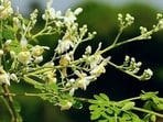 "In the world of nutrition, there is a tiny treasure often overlooked – the mighty drumstick flower! So, let's reveal the incredible story of this floral powerhouse," writes Nutritionist Lovneet Batra in her recent Instagram post.&nbsp;