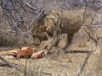 This young lion stole food from vultures. 