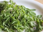 moringa_thumb_1655219363267
