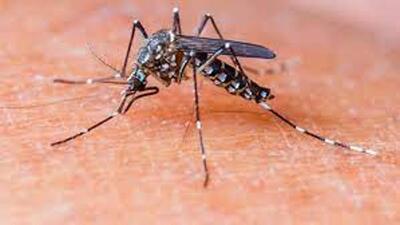 As dengue continues to spread its tentacles in Ludhiana, 27 fresh cases have come to the fore. (HT File)