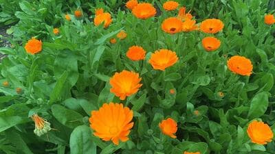 Calendula, or pot marigold, was planted in gardens and farms all over India. (Wikipedia) Calendula, or pot marigold, was planted in gardens and farms all over India. (Wikipedia)