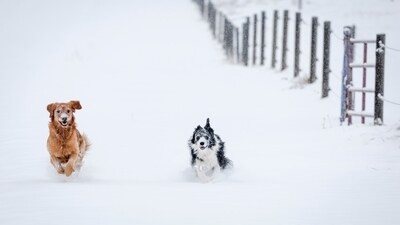 Daisy, left, and Maggie race through fresh snow near Cremona, Alberta, after the first snowfall of the season. Cascades and Rockies in the US face first major snowstorm after a warm fall, tourists warned (Jeff McIntosh/The Canadian Press via AP) Daisy, left, and Maggie race through fresh snow near Cremona, Alberta, after the first snowfall of the season. Cascades and Rockies in the US face first major snowstorm after a warm fall, tourists warned (Jeff McIntosh/The Canadian Press via AP)