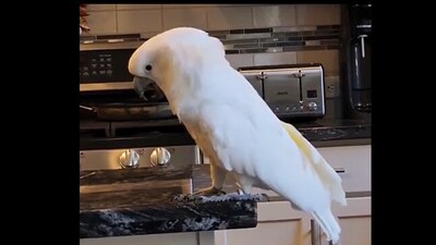 Snapshot of the Cockatoo throwing a tantrum. (Reddit) Snapshot of the Cockatoo throwing a tantrum. (Reddit)