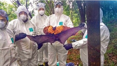 State Health Minister Veena George said that the Indian Council of Medical Research gave this information based on its studies of the bat samples collected by it. (Mint File) State Health Minister Veena George said that the Indian Council of Medical Research gave this information based on its studies of the bat samples collected by it. (Mint File)