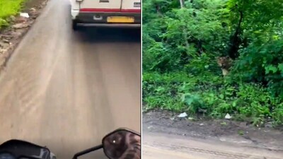 The image shows a big cat looking from behind the bushes. (Screengrab) The image shows a big cat looking from behind the bushes. (Screengrab)