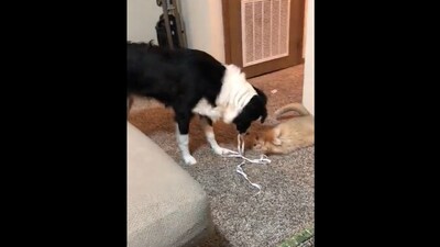 The image shows a dog playing with a cat. (Reddit/@Methrandel) The image shows a dog playing with a cat. (Reddit/@Methrandel)