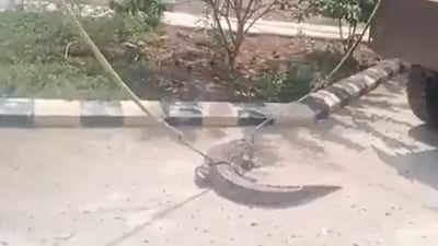The crocodile was later rescued by forest officials and left in Almatti river. (X/ @ActualIndia) The crocodile was later rescued by forest officials and left in Almatti river. (X/ @ActualIndia)