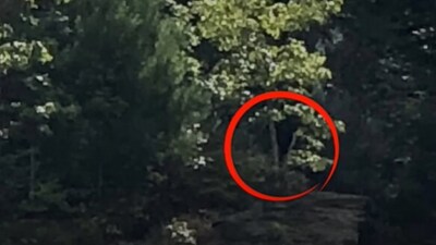 The image is taken from a video that claims shows Bigfoot. (YouTube/@RMSObigfoot) The image is taken from a video that claims shows Bigfoot. (YouTube/@RMSObigfoot)