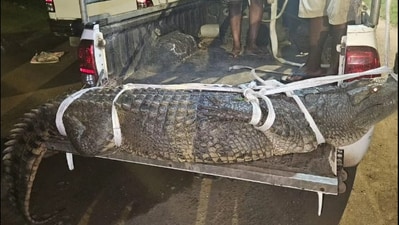 The Crocodile was left in the Almatti dam by forest officials. (Representative image) (Facebook/@ IPSS S&R) The Crocodile was left in the Almatti dam by forest officials. (Representative image) (Facebook/@ IPSS S&R)
