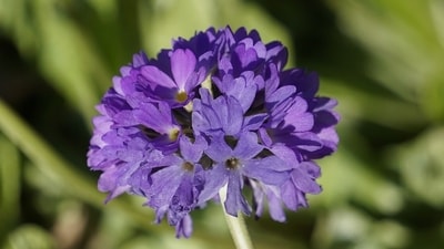 Anti-arthritic agent, drumstick flower, rich in anti-inflammatory compounds, offers relief from arthritis-related pain and swelling by calming inflammation. (Pixabay) Anti-arthritic agent, drumstick flower, rich in anti-inflammatory compounds, offers relief from arthritis-related pain and swelling by calming inflammation. (Pixabay)
