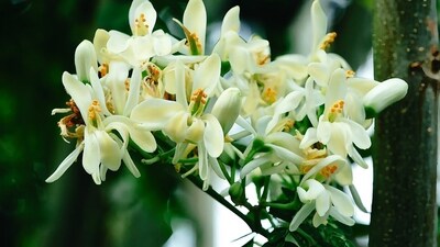 Being an incredible source of essential minerals calcium, iron, and phosphorus, drumstick flowers can cure diseases related to bone system. (Pixabay) Being an incredible source of essential minerals calcium, iron, and phosphorus, drumstick flowers can cure diseases related to bone system. (Pixabay)