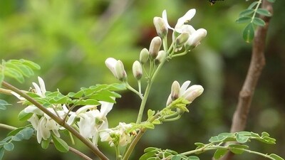 You can add drumstick flowers to the diet in the form of drumstick flower tea apart from other creative recipes. (Pixabay) You can add drumstick flowers to the diet in the form of drumstick flower tea apart from other creative recipes. (Pixabay)