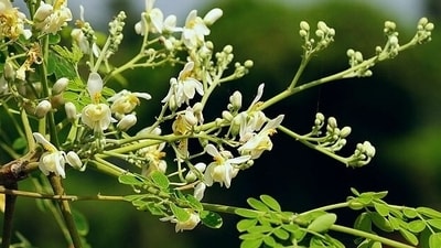 "In the world of nutrition, there is a tiny treasure often overlooked – the mighty drumstick flower! So, let's reveal the incredible story of this floral powerhouse," writes Nutritionist Lovneet Batra in her recent Instagram post. (Wikipedia) "In the world of nutrition, there is a tiny treasure often overlooked – the mighty drumstick flower! So, let's reveal the incredible story of this floral powerhouse," writes Nutritionist Lovneet Batra in her recent Instagram post. (Wikipedia)